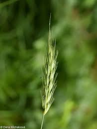 Attēlu rezultāti vaicājumam “Hordelymus europaeus leaf”