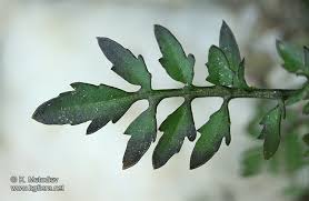 Attēlu rezultāti vaicājumam “Rorippa sylvestris leaf”