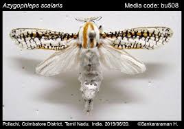 Attēlu rezultāti vaicājumam “Stemonitopsis aequalis (var. aequalis)”