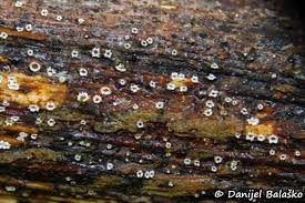 Attēlu rezultāti vaicājumam “Stictis”