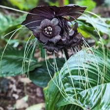 Image result for Tacca chantrieri
