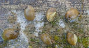 Attēlu rezultāti vaicājumam “Lymnaeidae”