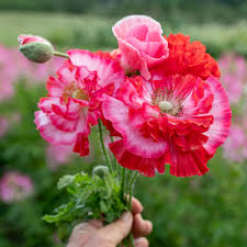 Image result for Papaver rhoeas 'Shirley'