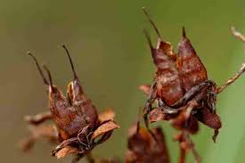 Attēlu rezultāti vaicājumam “Rhopalus maculatus imago”