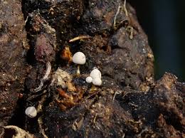 Attēlu rezultāti vaicājumam “Arcyria globosa”