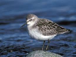 Image result for Calidris pusilla