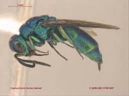Attēlu rezultāti vaicājumam “Chrysididae”
