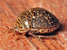 Attēlu rezultāti vaicājumam “Cribraria costata macro”