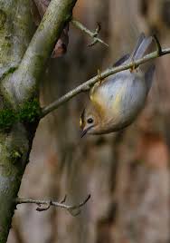 Attēlu rezultāti vaicājumam “Regulus regulus adult”