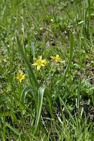 Attēlu rezultāti vaicājumam “Gagea lutea”