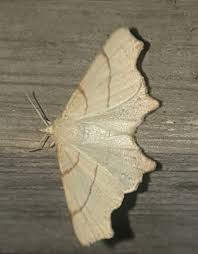 Attēlu rezultāti vaicājumam “Ennomos erosaria”