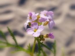 Attēlu rezultāti vaicājumam “Cakile maritima subsp. baltica flower”