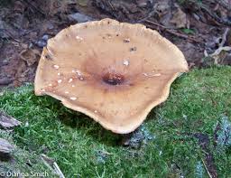 Attēlu rezultāti vaicājumam “Polyporus badius”