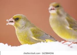 Attēlu rezultāti vaicājumam “Chloris chloris male”