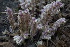 Attēlu rezultāti vaicājumam “Lathraea squamaria”