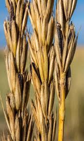 Attēlu rezultāti vaicājumam “Claviceps purpurea”