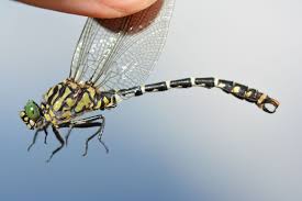 Attēlu rezultāti vaicājumam “Onychogomphus forcipatus”