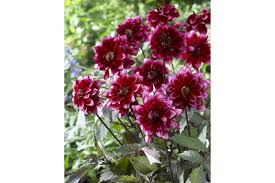 Image result for Dahlia Darkarin`