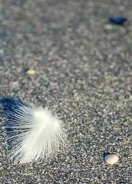 Here are some scenic IOP sights for you, without all the party goers! Someone\u0026#39;s lost feather. I hope they aren\u0026#39;t missing it too much! - isle-of-palms-058