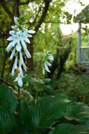 Attēlu rezultāti vaicājumam “Hosta sp. flower”