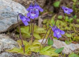 Attēlu rezultāti vaicājumam “Pinguicula vulgaris”