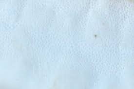 Attēlu rezultāti vaicājumam “Skeletocutis nivea”