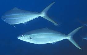 Image result for Elagatis bipinnulata