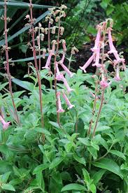 Image result for Sinningia