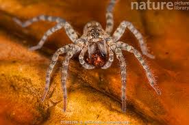 Attēlu rezultāti vaicājumam “Lycosidae”