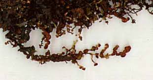 Attēlu rezultāti vaicājumam “Frullania fragilifolia”