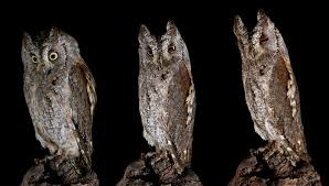 Image result for Otus scops