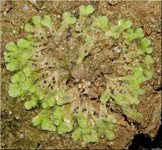 Attēlu rezultāti vaicājumam “Riccia glauca”