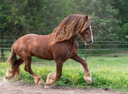 Image result for chestnut friesian