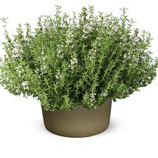 Image result for Thymus vulgaris