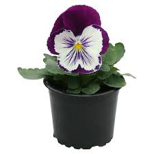 Image result for Viola wittrockiana