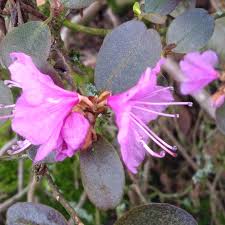 Attēlu rezultāti vaicājumam “Rhododendron sichotense flower”