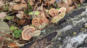 Attēlu rezultāti vaicājumam “Stereum fasciatum”