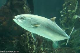 Image result for Seriola dumerili