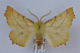 Attēlu rezultāti vaicājumam “Ennomos alniaria”