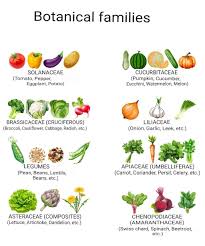 Attēlu rezultāti vaicājumam “Cucurbitaceae”