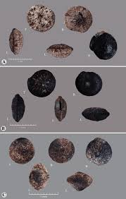Attēlu rezultāti vaicājumam “Chenopodium polyspermum fruit”