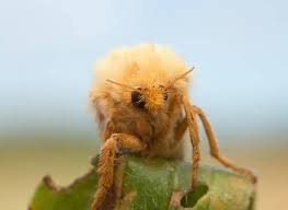 Attēlu rezultāti vaicājumam “Hepialus lupulinus”