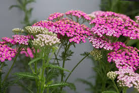 Attēlu rezultāti vaicājumam “Achillea millefolium flower”