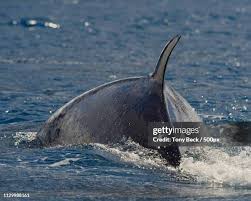 Image result for Balaenoptera bonaerensis
