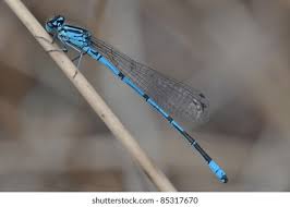 Attēlu rezultāti vaicājumam “Coenagrion puella male”