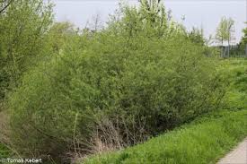 Attēlu rezultāti vaicājumam “Salix triandra fruit”