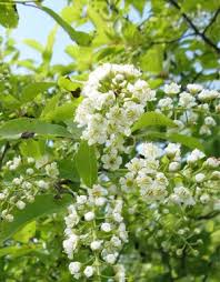 Attēlu rezultāti vaicājumam “Prunus (bird-cherry tree)”