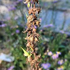 Attēlu rezultāti vaicājumam “Campanula bononiensis”