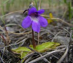 Attēlu rezultāti vaicājumam “Lentibulariaceae”