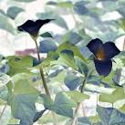 The Rare Black Trillium in Bloom by talmy - DPChallenge